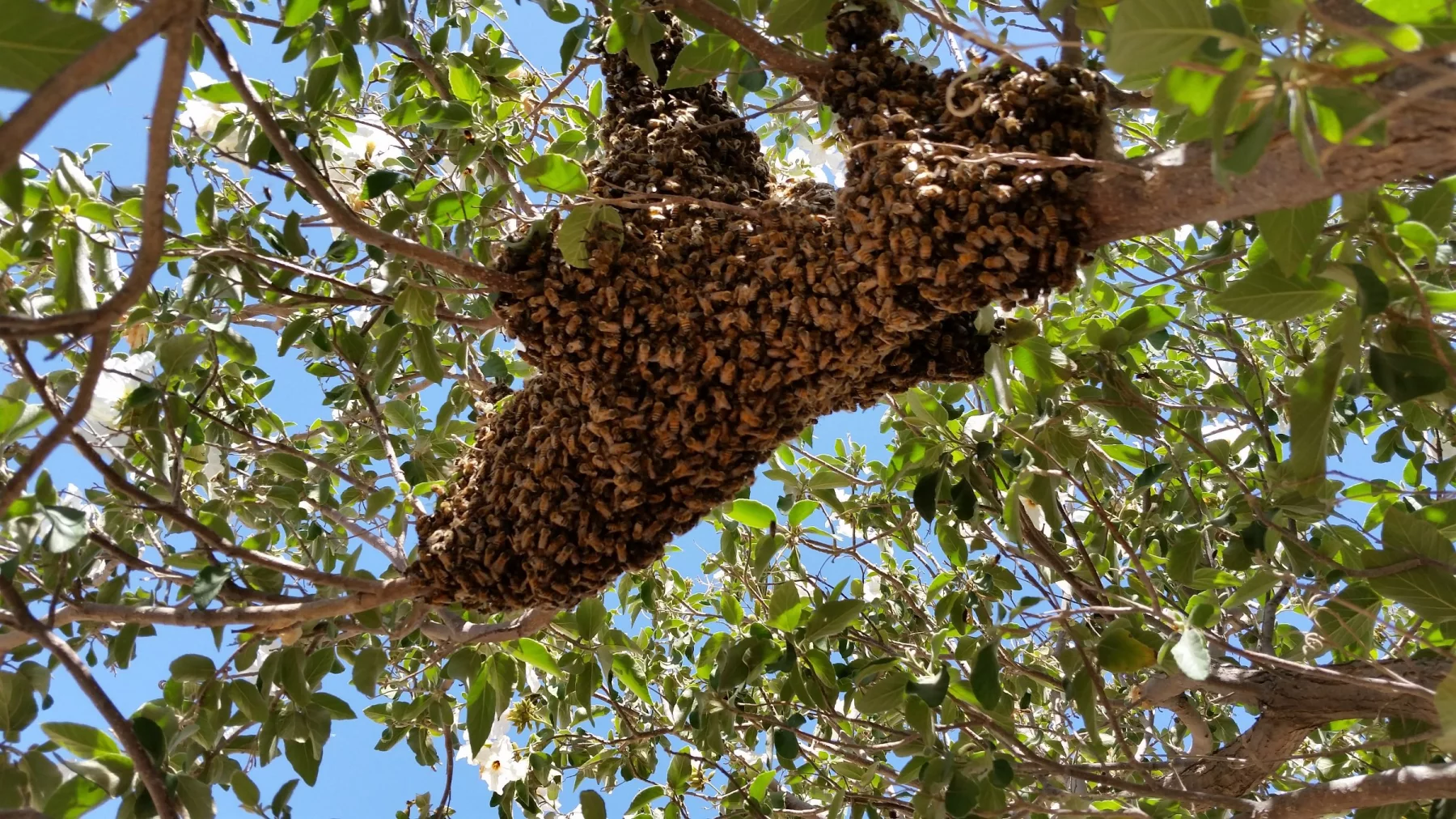 Bee removal experts in Mohave Valley carefully removing a swarm from a tree