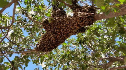 Bee removal experts in Mohave Valley carefully removing a swarm from a tree