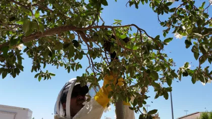 Swarm removals often involve careful pruning of the affected tree