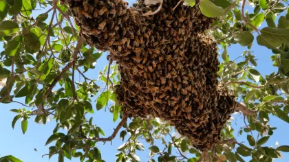 Swarms are a normal part of nature and generally not a reason to be alarmed