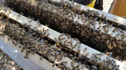In this case we were able to transfer the swarm directly into its new home