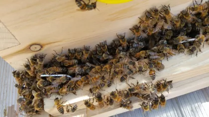 Removal and relocation is the only real solution to a BEE problem