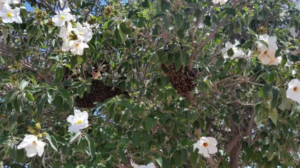Of the beautiful flowering tree it's no wonder the bees were lured to this location