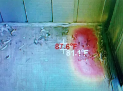 Bee removal inspection in Mohave Valley shed with plywood floor