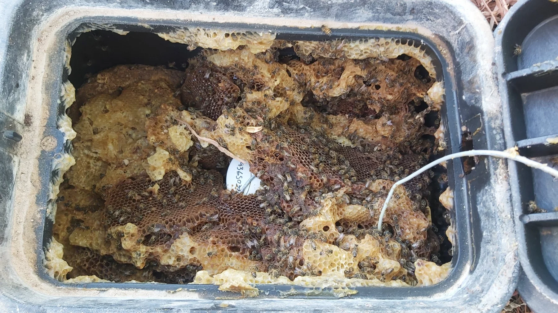 Bee removal from a water meter box in Topock, Arizona, with bees and comb visible inside the ground box