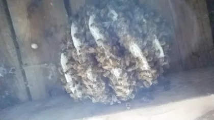 And found a small but active colony that was growing rapidly