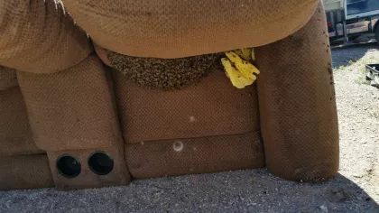 Bee removal from under a couch on a utility trailer in Bullhead City