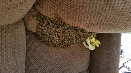 Call us at the first sign of bees the earlier we get there the better off we are