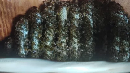 Under the home we found a thriving small colony busy building