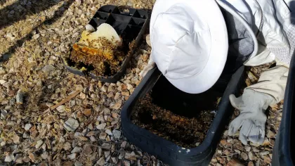 Bee removal from a ground box in Fort Mohave, Arizona, with a focus on safely removing the entire colony and comb