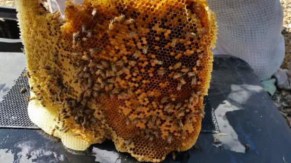 Space can build surprisingly large hives inside ground boxes