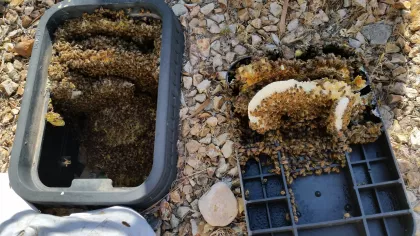 In this case we found an active thriving colony