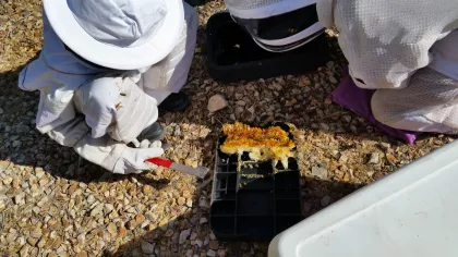 This teamwork we remove all the bees as well as all the comb returning the box to proper service