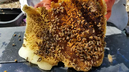 These are some examples of the comb removed from the box