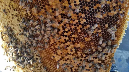 These living colonies of tens of thousands