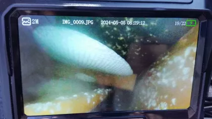 A thorough inspection will identify the hive's location