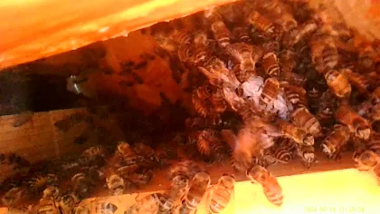 That bullhead bee removal we are able to thoroughly inspect and identify where the bees are