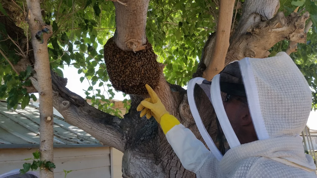 Bee removal scene from a Mulberry tree in Mohave Valley, Arizona