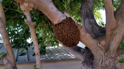 Tree Mulberry Tree project in Mohave Valley, image 2