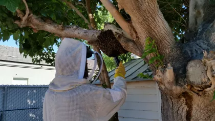 Tree Mulberry Tree project in Mohave Valley, image 3