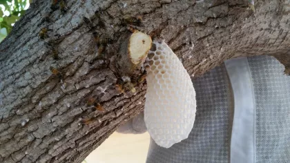 Tree Mulberry Tree project in Mohave Valley, image 4