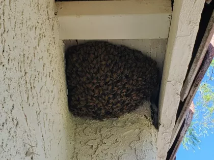 Bee removal from a stucco wall in Laughlin, with a medium-sized colony and a forced abscond removal method