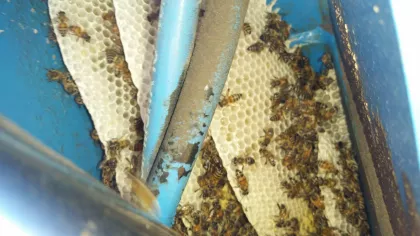 Honey bees can build surprising hives in the most unexpected places