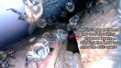 Improper flashing along with a gap between roof sheathing panels allowed the bees to access the interior of the attic space