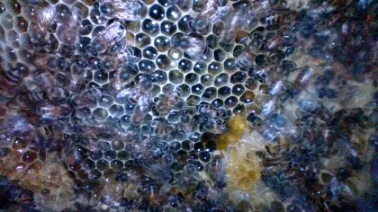 A large active colony was found inside the stucco column