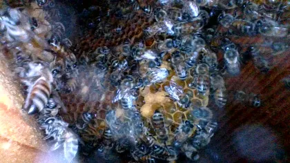 These bees were actively repairing melted comb, and the colony was recovering