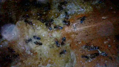 If not properly remediated, a melt down inside a hive is sure to attract new bees in the future.