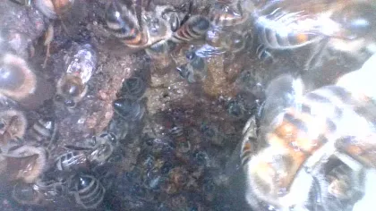 Inspection revealed a large established colony