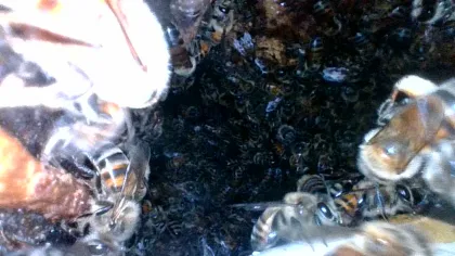 A full inspection identifies the colony, the construction of the structure, and the temperament of the hive
