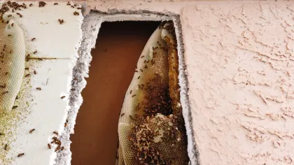 Bee removal scene in Mohave Valley, showing a large hive inside a stucco wall of a garage