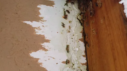 Bees can chew through a surprising number of materials. In this picture they have chewed away the paper backing of the interior drywall and started carving channels through it.
