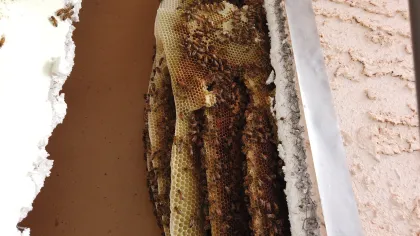 Another picture of the hive