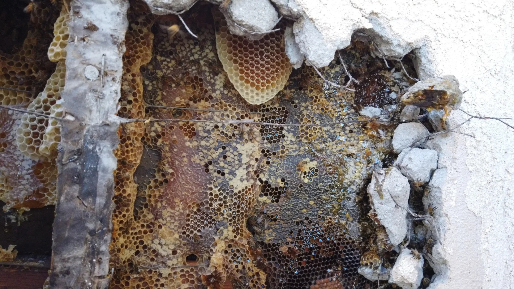 Bee removal team accessing a stucco pony wall in Lake Havasu City for wall removal, extracting bees and comb.
