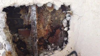 Physically accessing and removing the bees, and comb is the only true solution