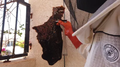 Numerous pieces of large comb were removed from within the wall