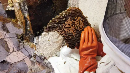 Another piece of comb