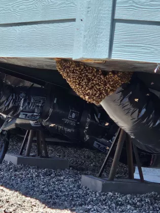 Bee removal scene in Lake Havasu City, swarm removal from under a mobile home