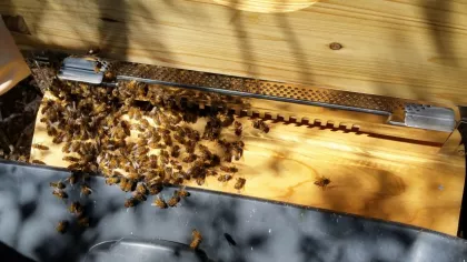 In this case, the bees were directly transferred into their new home.
