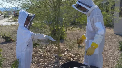 Tree removals often involve careful pruning of the affected tree.  This can also prevent luring new bees after the removal.
