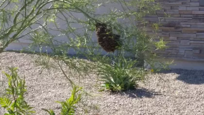 Bee swarm removal from a tree in Bullhead City