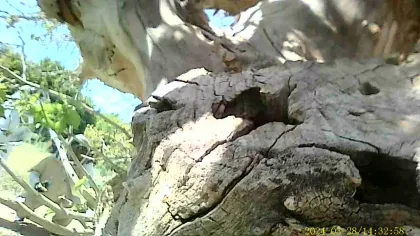Bee removal scene from a mulberry tree in Fort Mohave, Arizona, involving a medium-sized colony