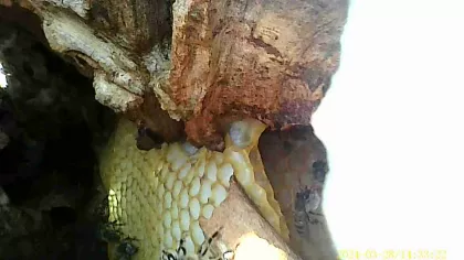 Bees can begin building comb within the hollows of the tree