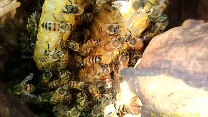 Once established the colony could become defensive over that tree