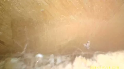 A thorough inspection revealed traces of wax but no colony present