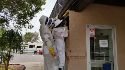 Bee removal scene in Bullhead City, Arizona, with a stucco column and structural removal