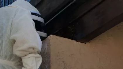 Client was under the impression that the bees would likely move on unfortunately in this case they moved into the column